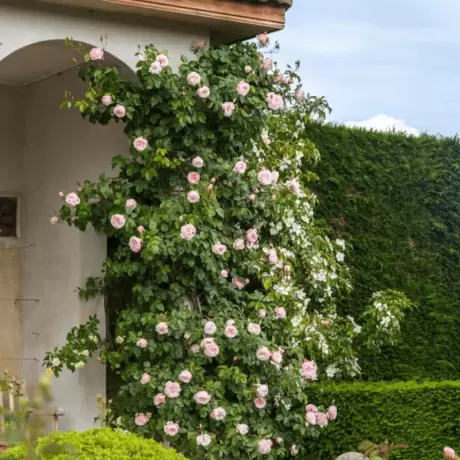 Trandafir Catarator David Austin - Genrous Gardener - Anul 4 la Ghiveci