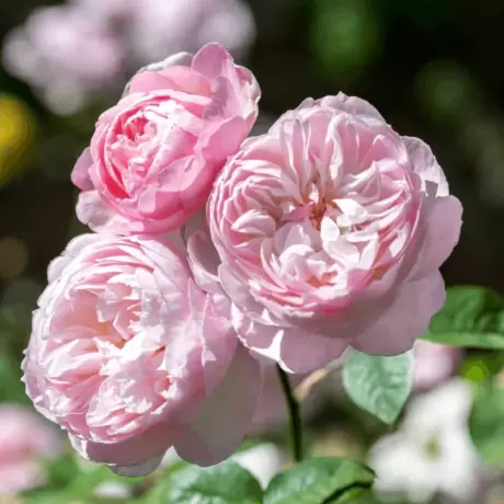 Trandafir David Austin - Gentle Hermione - anul 3 la Ghiveci