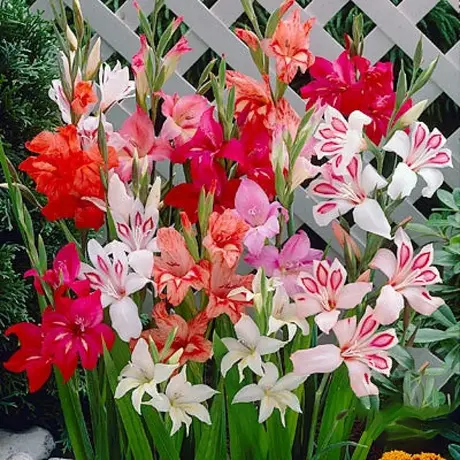 Bulbi de Gladiole Nanus Mix