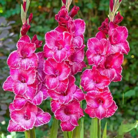 Bulbi de Gladiole Rasta Print