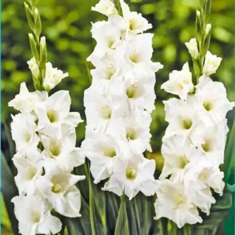 Bulbi de Gladiole Sancerre