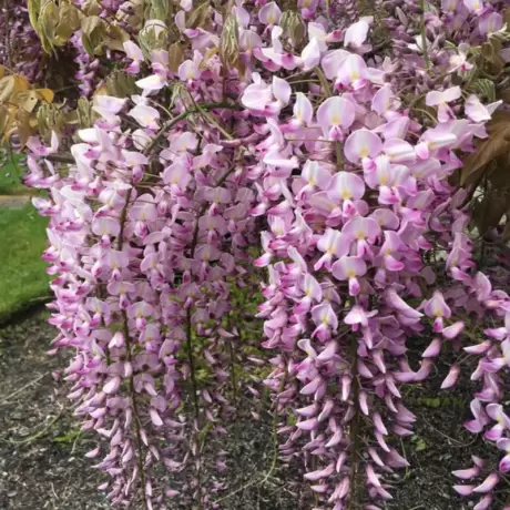 Wisteria Cataratoare Roz Lipstick la Ghiveci