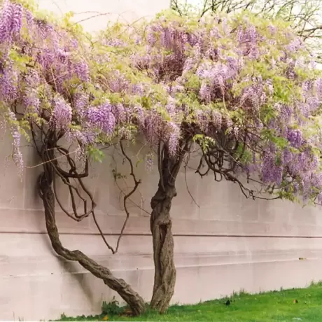 Glicina Wisteria Cataratoare la Ghiveci