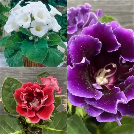 Bulbi de Gloxinia Mix 3