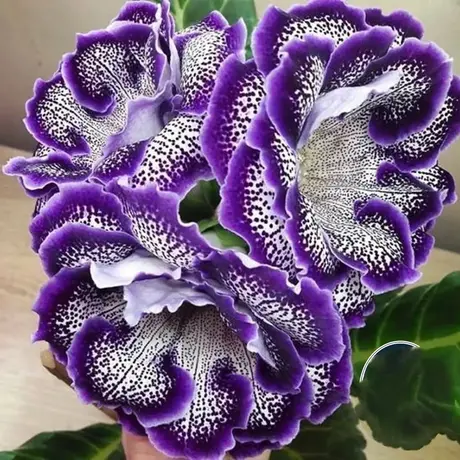 Bulbi de Gloxinia Sinningia