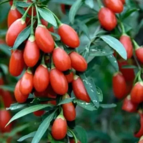 Arbusti Fructiferi - Goji Berry Tufa la Ghiveci