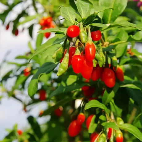 Arbust Fructifer - Goji Lycium Barbarum Tufa la Ghiveci