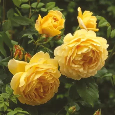 Trandafir David Austin - Golden Celebration - anul 3 la Ghiveci