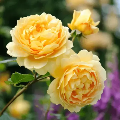 Trandafir David Austin - Golden Celebration - anul 3 la Ghiveci