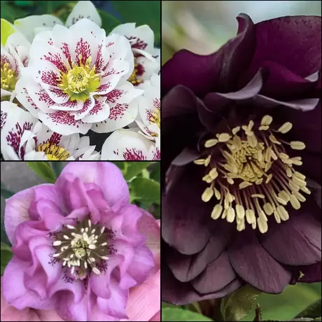 Helleborus Mix 3