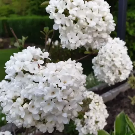 Hortensia Bulgare de Zapada la Ghiveci