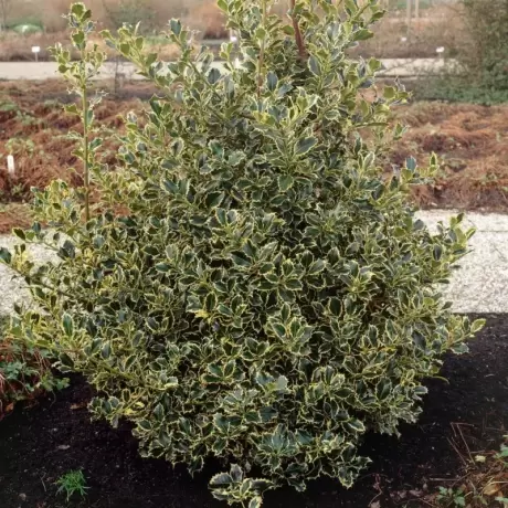 Ilex Aguifolium Argentea Marginata la Ghiveci
