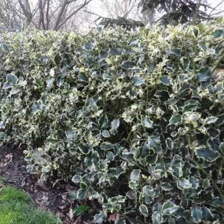 Ilex Aguifolium Argentea Marginata la Ghiveci