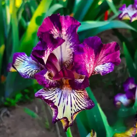 Bulbi de Iris Germanica Pitic Double Purple