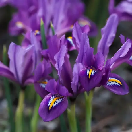 Bulbi de Iris reticulata J.S