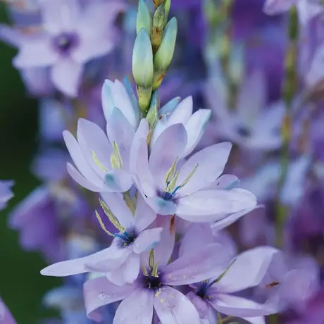 Bulbi de Ixia Bleu Rose