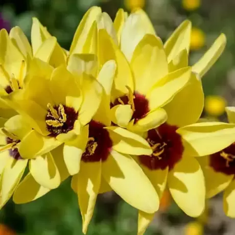 Bulbi de Ixia Yellow