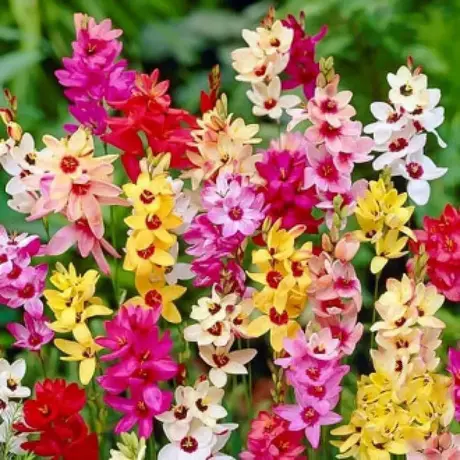 Bulbi de Ixia mix multicolor