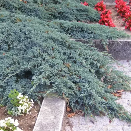 Juniperus Squamanta - Blue Carpet la Ghiveci
