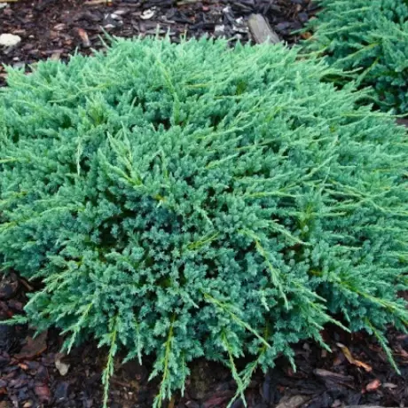 Juniperus Squamanta - Blue Carpet la Ghiveci