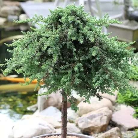 Juniperus Procumbens la Ghiveci