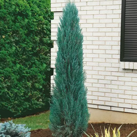 Juniperus Scopulorum - Blue Arrow la Ghiveci