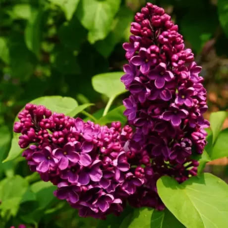 LIliac Black Purple la Ghiveci