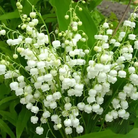 Lacramioara Alba