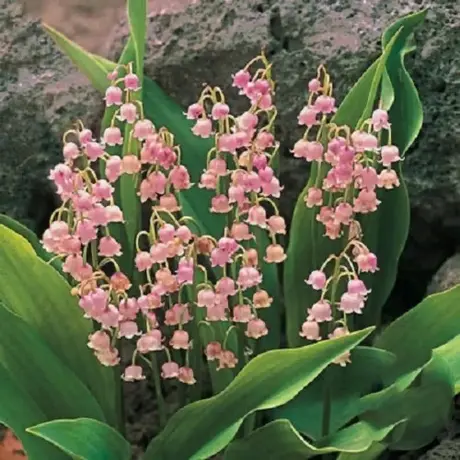 Lacramioara Roz