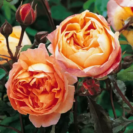 Trandafir David Austin - Lady Emma Hamilton - anul 3 la Ghiveci
