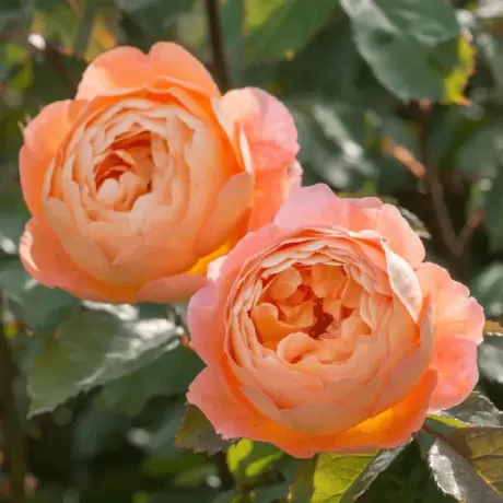 Trandafir David Austin - Lady Emma Hamilton - anul 3 la Ghiveci