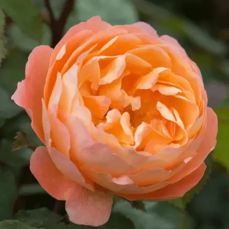 Trandafir David Austin - Lady Emma Hamilton - anul 3 la Ghiveci