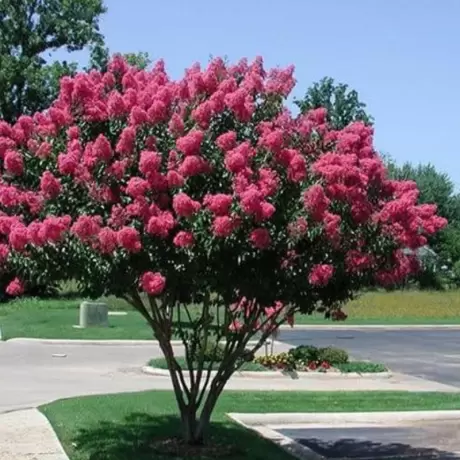 Lagerstroemia Indica - Liliacul Indian Roz la Ghiveci