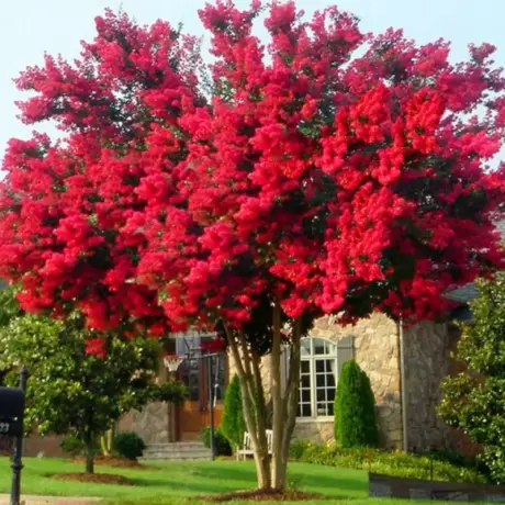 Lagerstroemia Indica - Liliacul Indian Rosu la Ghiveci
