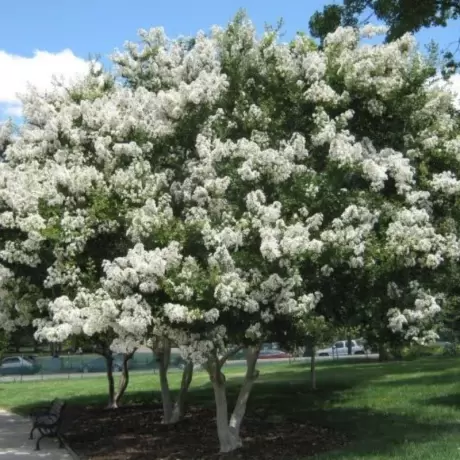 Lagerstroemia Indica - Liliacul Indian Alb la Ghiveci