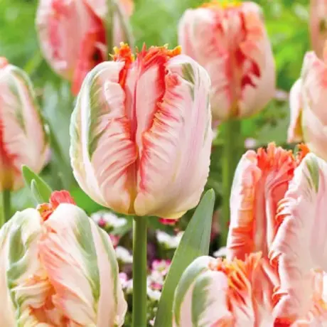 Bulbi de Lalele Apricot (12 cm +)