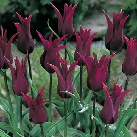 Bulbi de Lalele Burgundy (12 cm +)