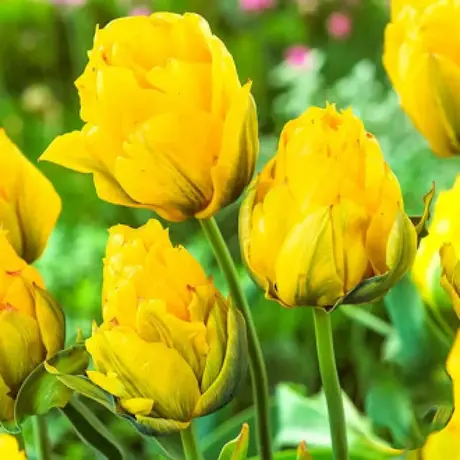 Bulbi de Lalele Double Monte Peony