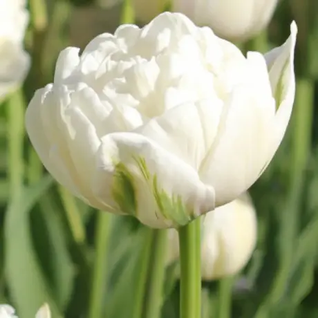 Bulbi de Lalele Double - up White (12 cm +)