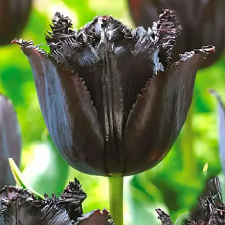 Bulbi de Lalele Franjurate Black