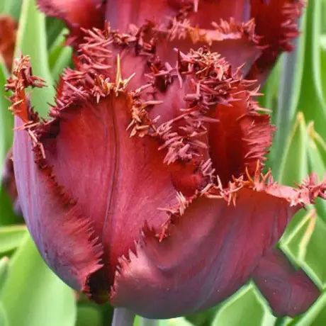 Bulbi de Lalele Franjurate Black Jewel