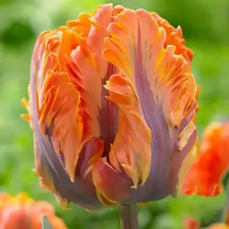 Bulbi de Lalele Orange Rococo
