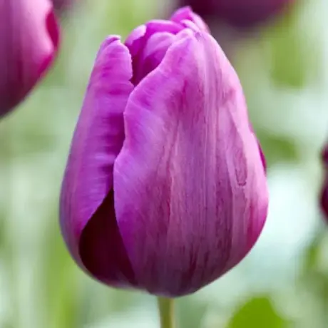 Bulbi de Lalele Purple Prince (12 cm +)