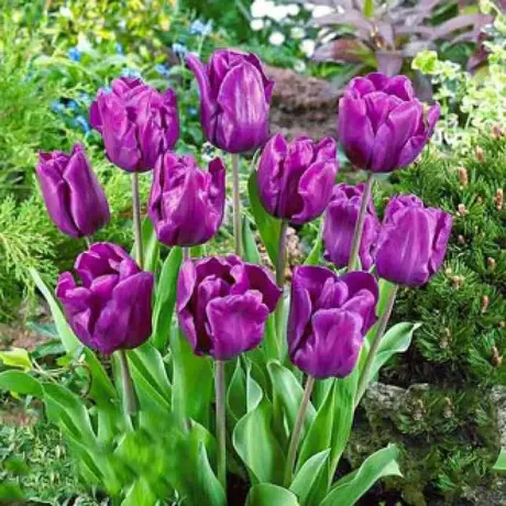 Bulbi de Lalele Purple Rain (12 cm +)