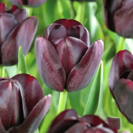 Bulbi de Lalele Queen of Night (12 cm +)
