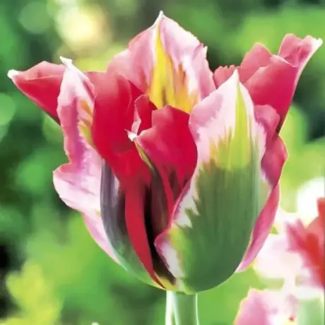 Bulbi de Lalele Viridiflora Esperanto (12 cm +)