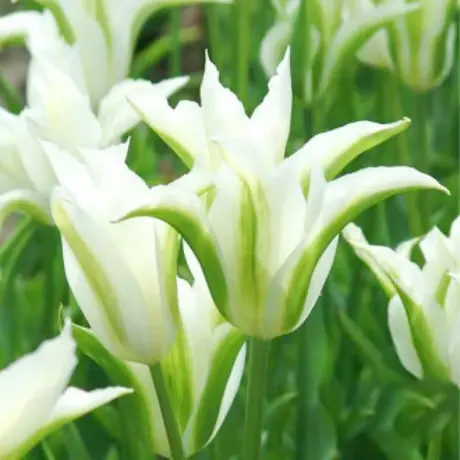 Bulbi de Lalele Viridiflora White Spring