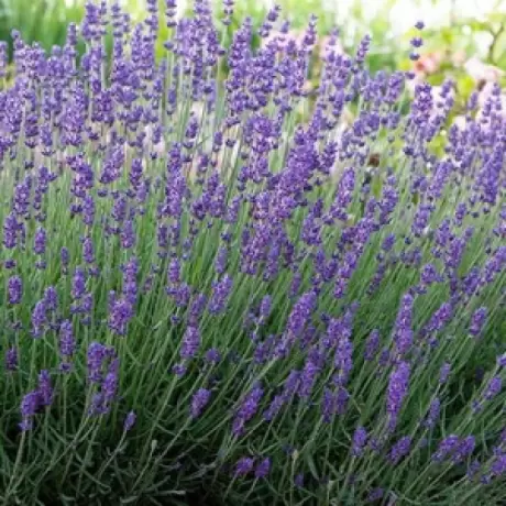 Lavanda Blue Jeans