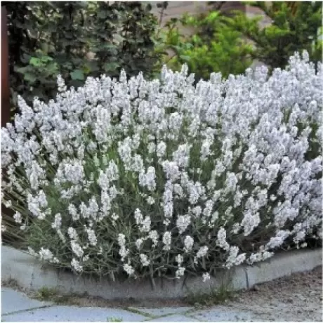 Lavanda Edelweiss