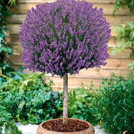 Lavanda Pomisor Mov la Ghiveci